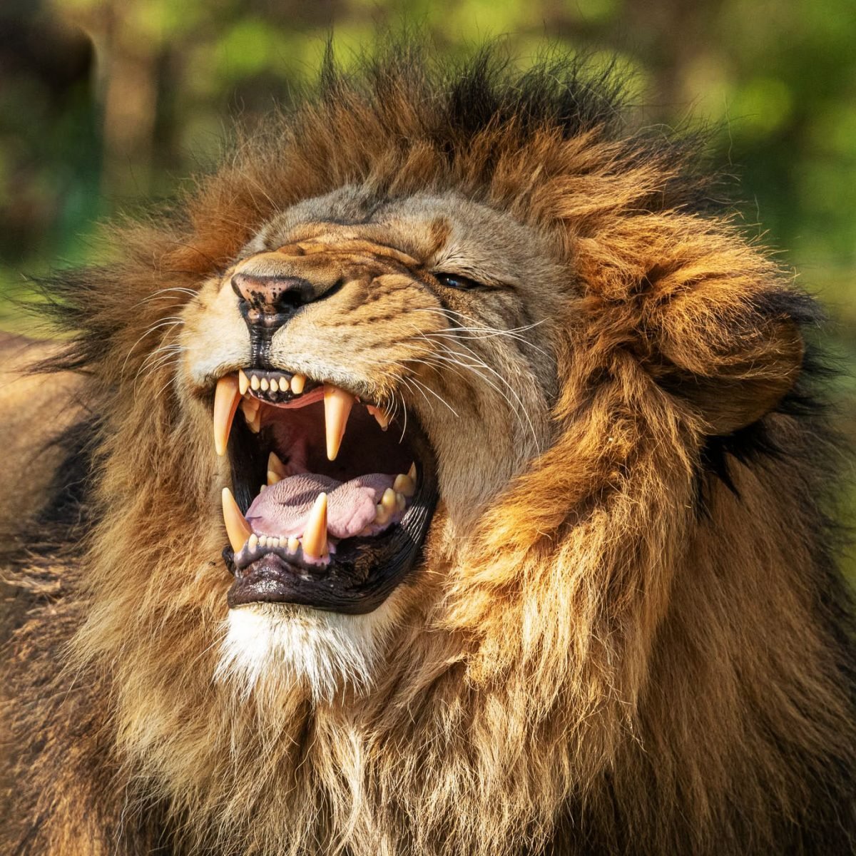 Lion Stock Alerts – Are the Alerts Profitable?