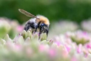 Honey Bee Vitality Supplement